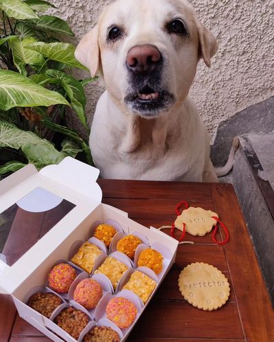 Seasonal & Holiday Pet Treat Boxes
