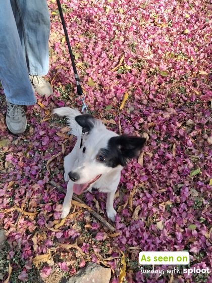 A happy doggo posing in a bed of bougainvillea petals during a Sunday walk. We always find the most beautiful spots for our pack to explore.