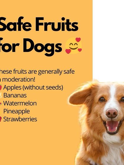 Oh My Dawg - Pet Supplies Nutrition: Food, Treats & Recipes photo 23