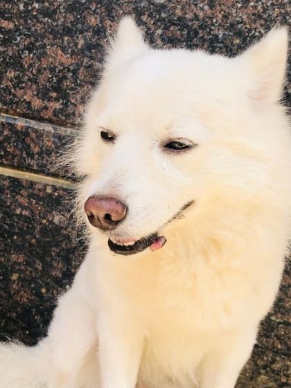 A beautiful white Spitz or Indian Pomeranian, enjoying the sun. All fluffy friends are welcome.