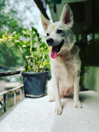 Welcome home, Daisy. My own adopted dog is the heart of the crèche, a gentle soul who welcomes every new guest.
