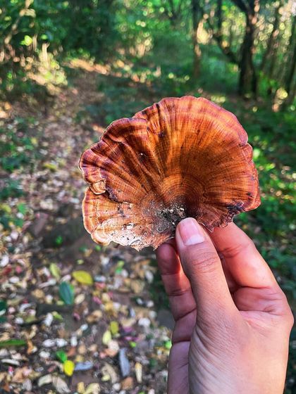 A close-up of a beautiful, fan-shaped mushroom discovered during a forest hike. The intricate lines and rich color are a perfect example of the hidden art we can find in nature.