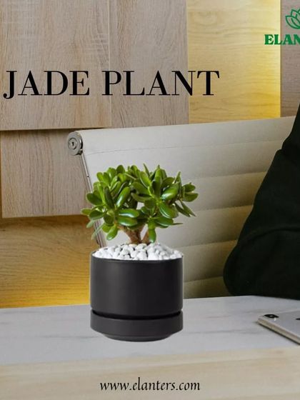 Plant Care Tips & Supplies photo 24