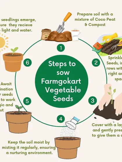 This circular guide details the six key steps to successfully sow my vegetable seeds, from preparing the soil with coco peat and compost to patiently waiting for germination.