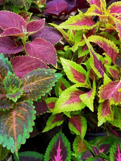 Another look at the diverse and vibrant foliage of our Coleus plants. These are excellent annuals for creating a lush, multi-toned effect in any garden setting.