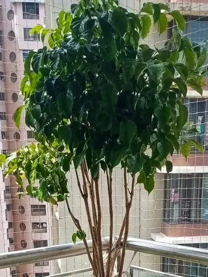 A healthy tree thriving on a balcony with a safety net. We know how to work with different balcony setups to ensure plant health.
