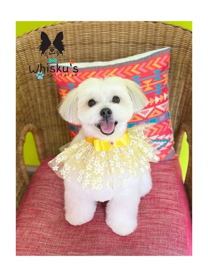 Furrybells Pet Grooming - Pet Grooming (Dogs & Cats) Breed-Specific Dog Styles photo 5