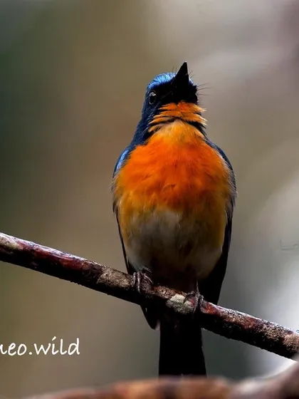 This flycatcher looks so proud, puffing out its chest and looking upwards. These small birds are full of confidence and character.