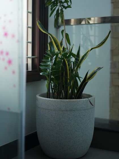 Plant Styling for Homes photo 12