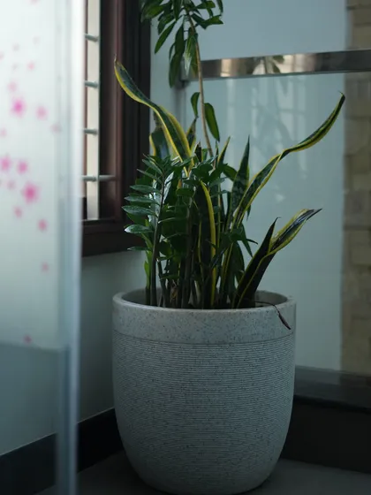 A different perspective of the mixed planter, showing how the variegated leaves of the Snake Plant catch the light.