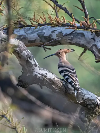 A Eurasian Hoopoe, or 'Hudhud', perched on a fruiting Amla tree, its famous crest relaxed.