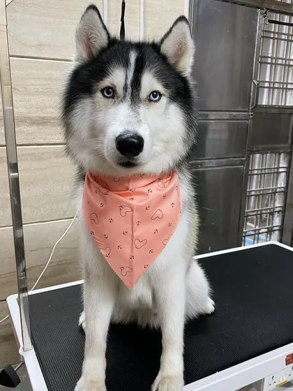Meet Khalifa the Husky, looking majestic after a de-shedding and grooming session. I never shave double-coated breeds like Huskies, as their fur is essential for regulating their temperature.