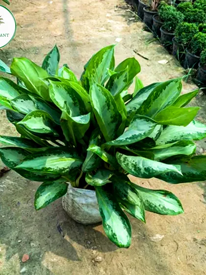 This lush, full Aglaonema plant shows just how beautiful these indoor plants can be. Its silvery-green leaves are perfect for brightening up a living room or office corner.