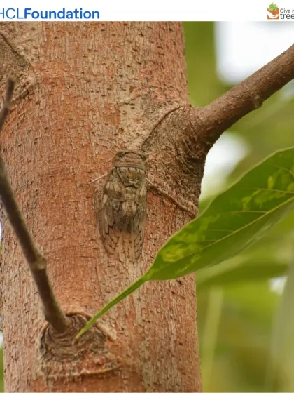 A Cicada camouflaged on the bark of a tree. The loud, buzzing song of cicadas is a quintessential sound of a healthy Indian forest, and we are delighted to hear it at our restored sites.