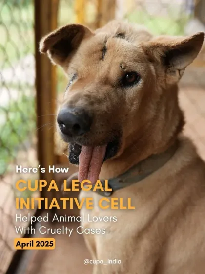 Cupa - Animal Cruelty Legal Aid & Advocacy Our Legal Fight for Animals photo 14