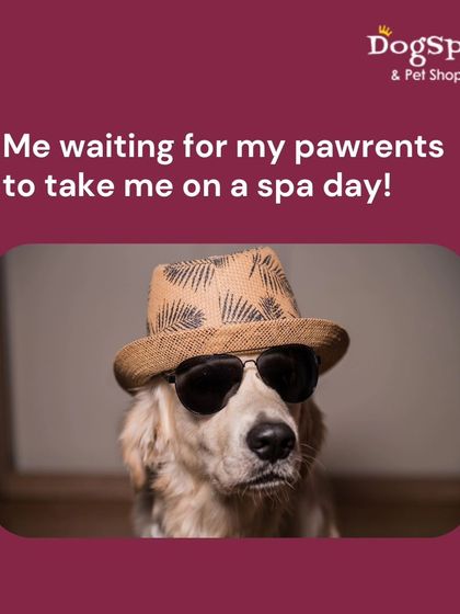 This cool doggo is dressed and ready, just waiting for his pawrents to take him for his spa day. I love it when my furry clients are this excited to visit.