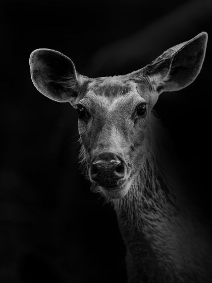 A Sambar deer looks directly into the lens. In black and white, the focus shifts to its large, expressive eyes and the soft texture of its fur. It's a simple, quiet, and soulful portrait.