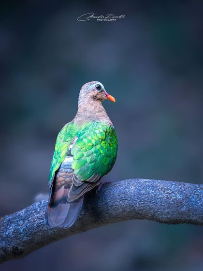 A Symphony of Colours photo 30