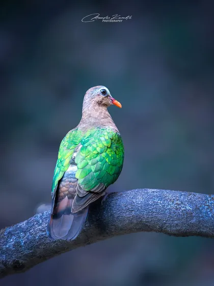 The back of an Asian Emerald Dove, showing off the full extent of its shimmering green wings. The cool, blue-toned lighting gives the image a calm, serene feel.