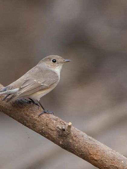 A clear portrait of a female Red-breasted Flycatcher, showcasing its subtle and delicate features.