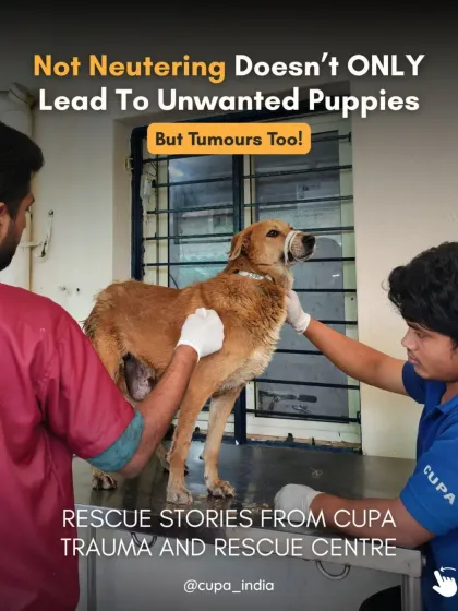 Cupa - Spay/Neuter & Animal Birth Control Our Dog Sterilization Program photo 11