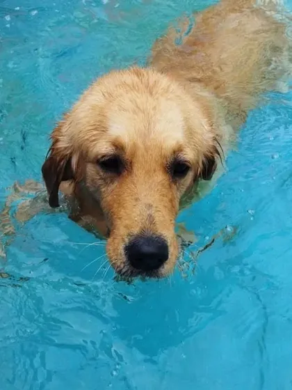 A close-up of a happy swimmer. Our pool is a major hit and a great way for dogs to burn off energy.