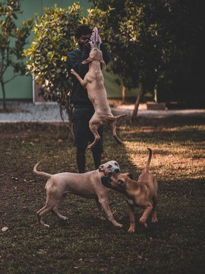 This is a full house of fun. While I play tug with one dog, the others are happily wrestling and playing nearby. This is what a healthy pack dynamic looks like.