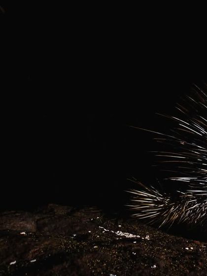 We photographed this bold Indian porcupine near a friend's house in Delhi, showing how some species become surprisingly comfortable around human presence.