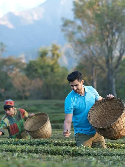 An image from the Radisson campaign showing a guest experiencing tea plucking in the fields of Dharamshala. This kind of shot connects the hotel to its local culture and unique landscape.
