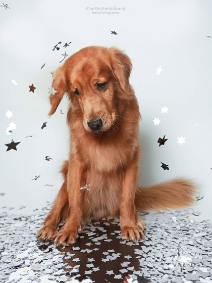 Priyanka - Themed & Special Occasion Pet Photography Birthday & Milestone Paw-ties photo 6