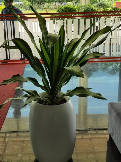 This Dracaena plant in a white planter is strategically placed to greet visitors and employees at a corporate entrance, adding a welcoming touch of nature.