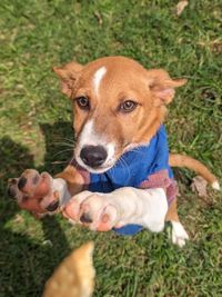 Pet Adoption Services