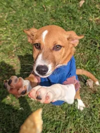 Pet Adoption Services
