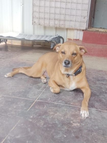 Stay - Dog Daycare Quiet Time & Cozy Naps photo 10