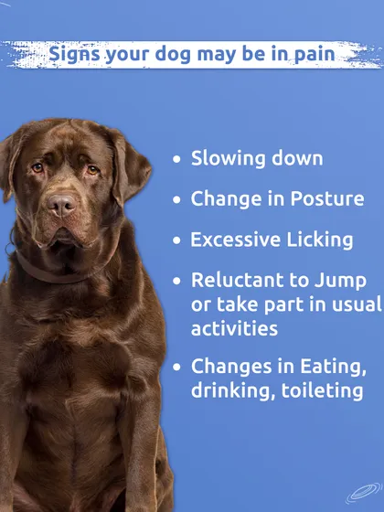 Dogs can't tell us when they're in pain, but their behavior can. Learn to recognize subtle signs like slowing down, changes in posture, or excessive licking so you can get them the help they need.