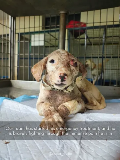 This is why I fight. This puppy was a victim of a brutal attack, but with emergency treatment, he is now on the road to recovery. My work ensures that perpetrators of such cruelty can be held legally accountable.