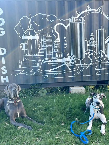 Tulsa Dog Trainer - Immersive Board & Train Programs Board & Train Graduates photo 91