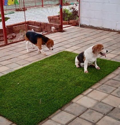 Wiggle Waggle - Dog Boarding & Daycare Chilling & Making Friends photo 6