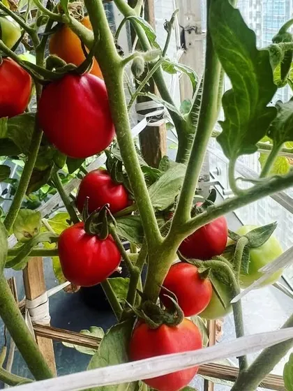 There is nothing like harvesting your own food. We set up this kitchen garden for a client, and these bright red tomatoes are the delicious result. We love growing love.