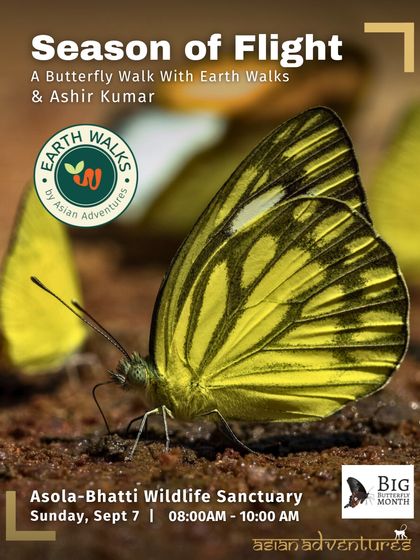 Butterfly & Insect Encounters photo 6