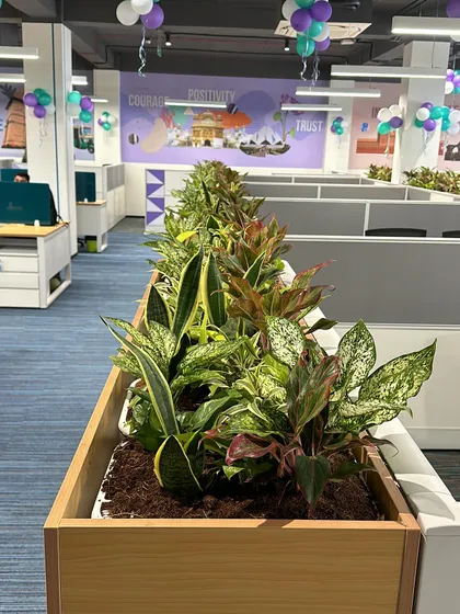 Here is an example of my indoor plant work for the Adani Wilmar office in Delhi. I used built-in planters filled with a mix of durable plants like Snake Plants and Aglaonema to bring life and fresh air into the workspace.