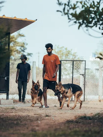 Your dog is in experienced hands. Here, two of my staff are walking a pair of German Shepherds, showing how I manage and care for even large, powerful breeds.