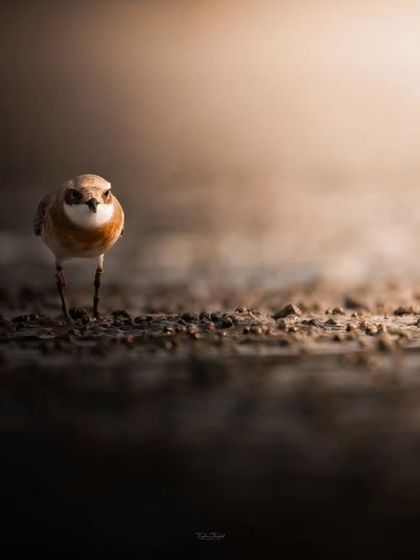 A Tibetan Sand Plover, a small shorebird, walks towards the camera, emerging from the shadows into a pool of light.