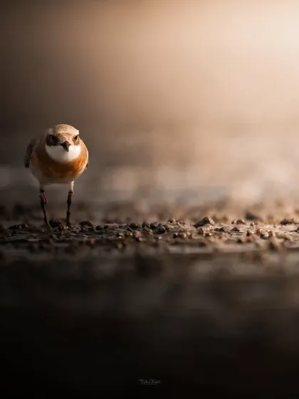 A Tibetan Sand Plover, a small shorebird, walks towards the camera, emerging from the shadows into a pool of light.