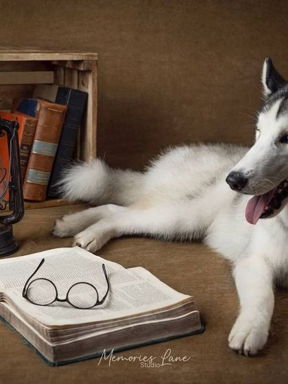 Alamgir - Fine Art Pet Photography Vintage & Rustic Themed Sessions photo 5