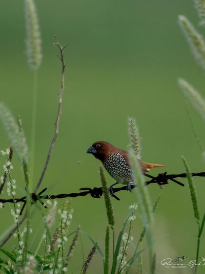 A Scaly-breasted Munia, or Spice Finch, perched on a barbed-wire fence amidst tall grasses.