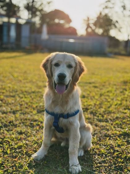 The Pawsome Camp - Dog Daycare & Boarding The Pawsome Playground: 2 Acres of Freedom photo 12