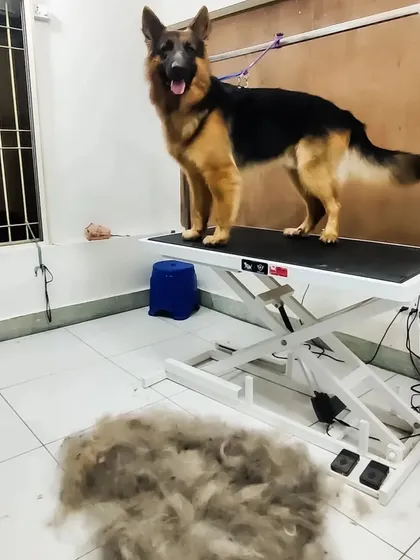 This is the result of a single de-shedding session with a German Shepherd. The pile of fur on the floor shows just how much loose undercoat I can remove, leaving your dog feeling lighter and your home much cleaner.
