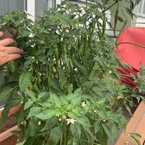 Multiplex Urban Green - Organic Gardening Supplies The Joy of Gardening: Our Community photo 13