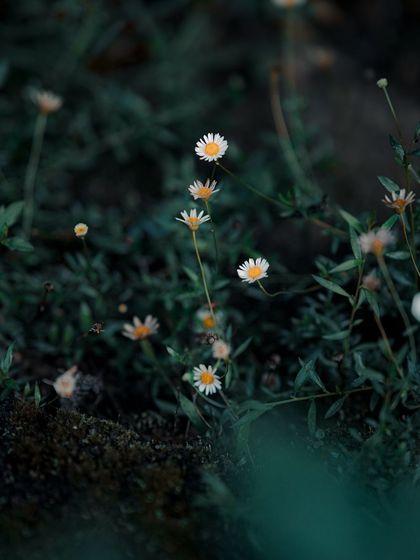 Garima Bhaskar - Photography Services Travel Diaries: Global & Local photo 120